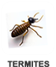 Termites-White-Ants